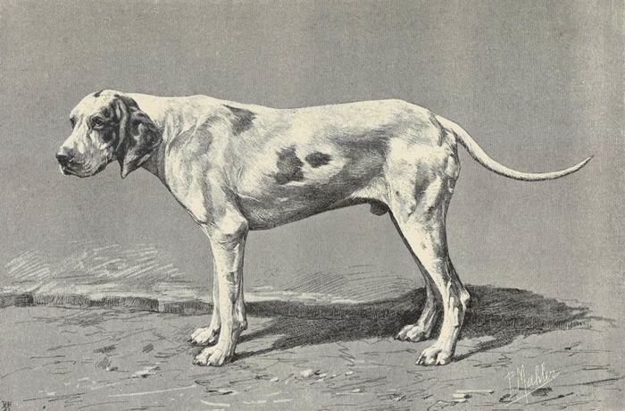 Tamerlan, chien vendéen, poil ras, à M. Baudry d'Asson - Illustration tirée de La Chasse du chevreuil - Comte de Chabot (1879) - Firmin-Didot (Paris) 